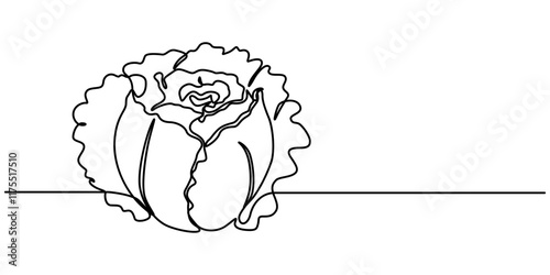 Single continuous line drawing whole and cut sliced healthy organic headed cabbage for farm logo identity, Chinese cabbage in continuous line art drawing style. Bok choy (pak choi) black linear sketch
