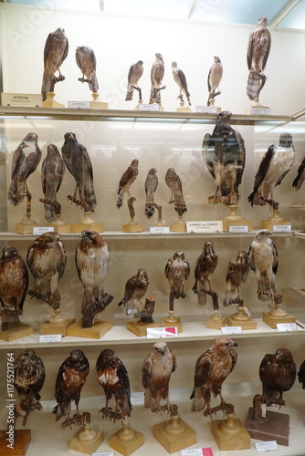 Quadro em tela Russia, Saint Petersburg - 05.01.2025 Zoological Museum