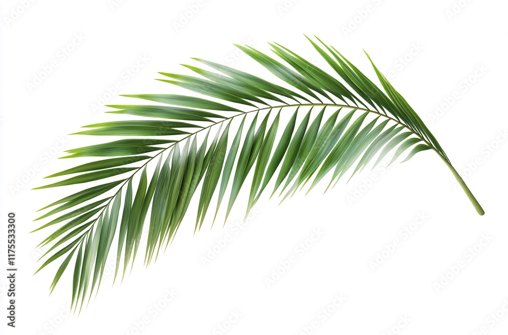 Obraz premium Single green palm leaf on a white backdrop