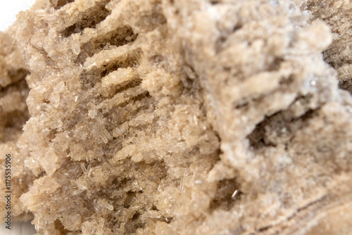 Ancient old petrified wood, excavation, minerals, as nice background Narrow focus line, shallow depth of field macro photo