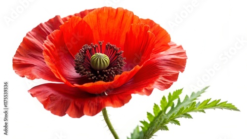 Red poppy flower isolated on a white
