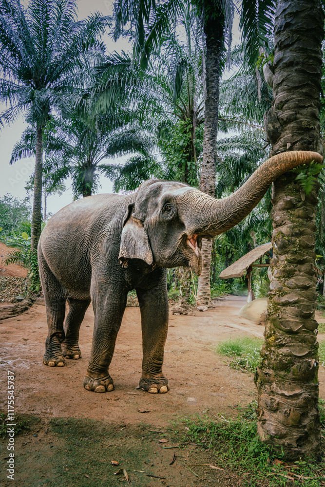 Fototapeta premium elephant in the jungle
