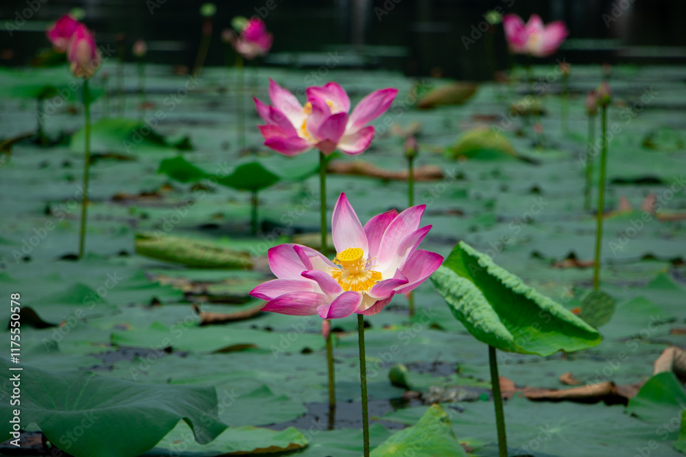 beauty and symbolism of lotus aquatic plant that blooming in muddy waters beauty and symbolism of lotus aquatic plant that blooming in muddy waters