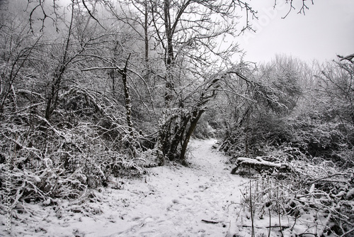 Wunderschöne Fußpfade auf dem Schaumberg, Saarland,  im kalten Januar 2025 photo