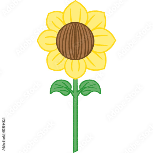 sunflower isolated on white