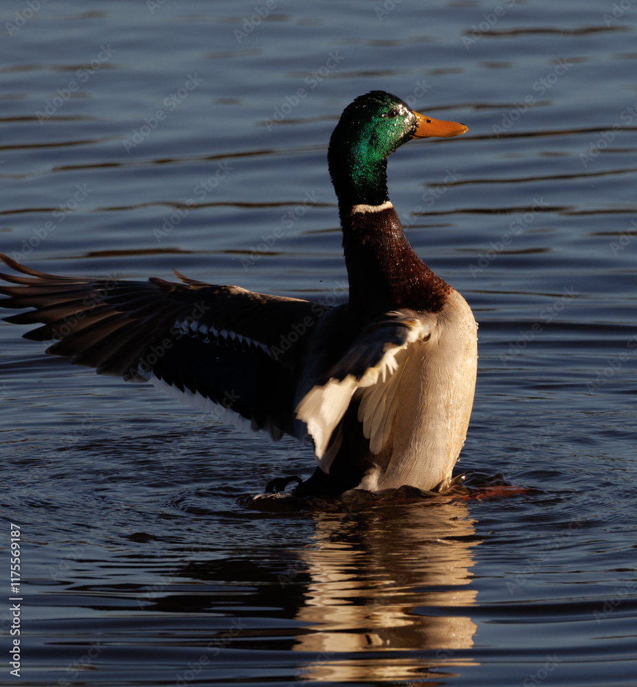 Fototapeta premium duck on the water