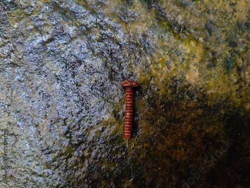 Small screw on a mossy floor photo