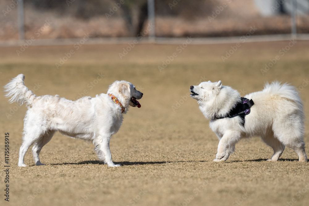 Samoyed howling at a golden retriever at the park Samoyed howling at a golden retriever at the park