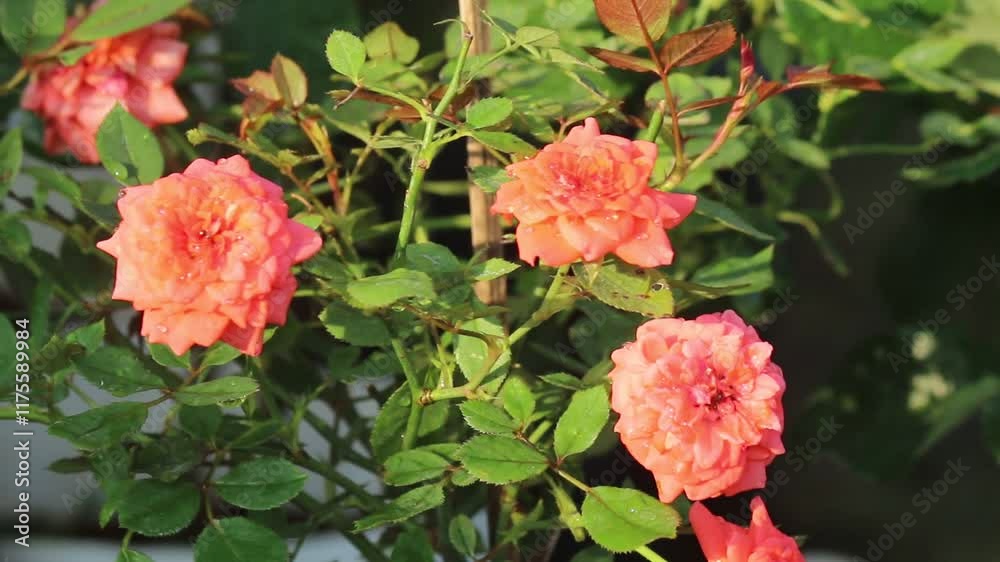 Coral Rose Bush: A vibrant coral rose bush bursts with life, showcasing delicate blooms against a backdrop of lush green foliage.