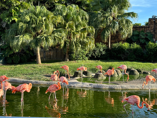 Pink Flamingo Birds at the Miami Zoo
