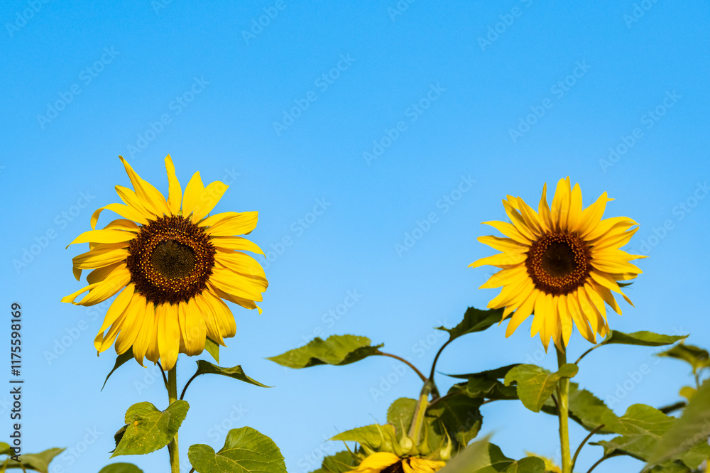 Naklejka premium Sunflower garden ion blue sky background.Yellow sunflowers and harvest, bright sunny flower.Farming vegetable garden field, growing seeds for oil.Sunflower herbal oil improves skin health.