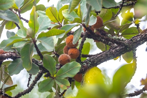 Curriola Pouteria ramiflora wild fruit from the Brazilian cerrado biome photo