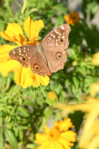 closeup the beautiful yellow brown color butterfly hold on the marigold flower with plant soft focus natural green brown background.