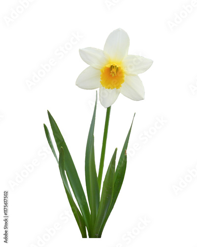 Wild Daffodil - Springtime Flower - Isolated Spring Flowers