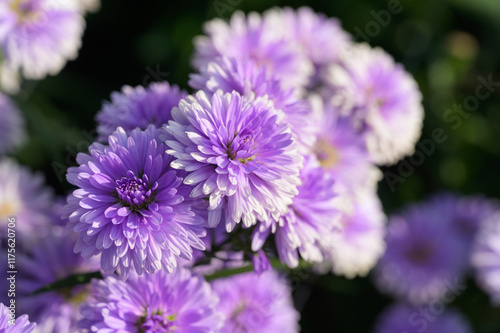 Purple flowers of Michaelmas Daisy (Aster Amellus), Aster alpinus, Asteraceae violet blooms growing in the garden in summer with copy space. photo