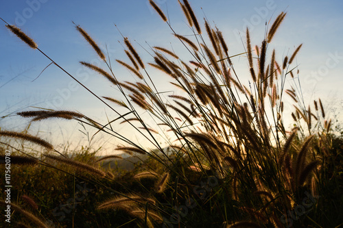 Nature background. African fountain flower blooming grass field with sunset light on background. Poaceae Grass Flowers, select focus only on some point photo