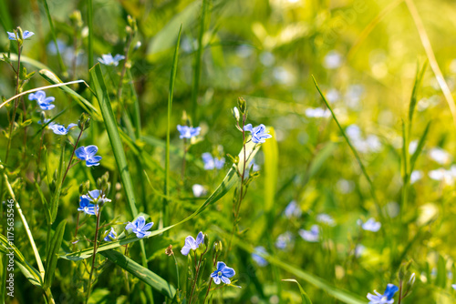 flowers in the grass