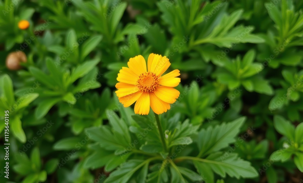 Bright yellow flower blooming amidst greenery Bright yellow flower blooming amidst greenery