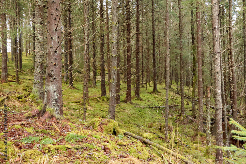 Forest Forest
