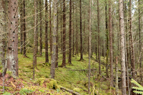 Photography Forest