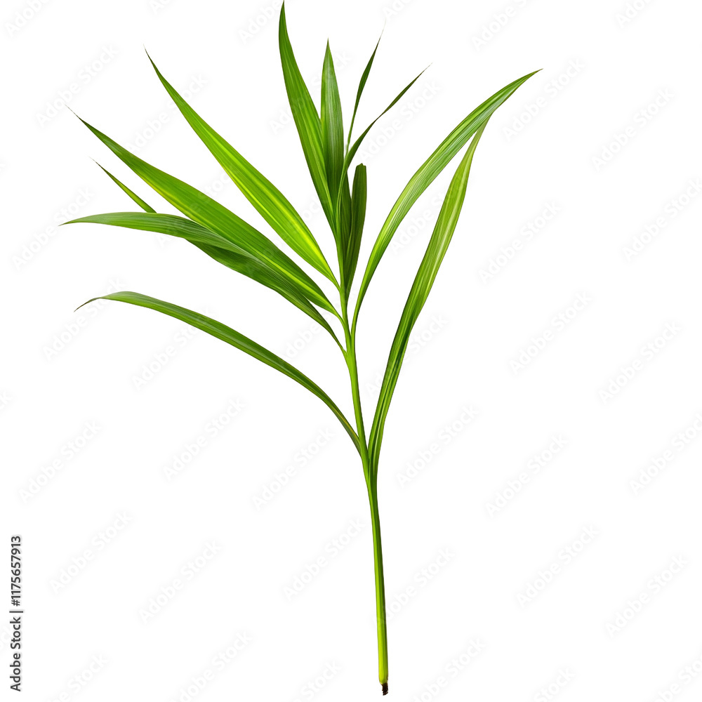 a green leaf of a plant on a transparent background, PNG image, PNG file, Generative art. a green leaf of a plant on a transparent background, PNG image, PNG file, Generative art.