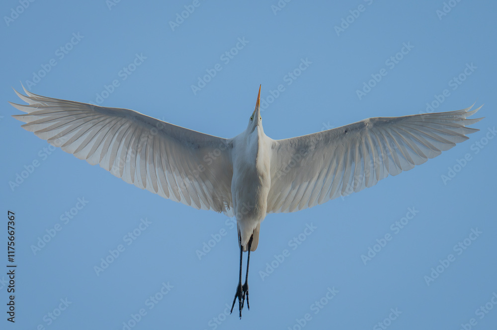 Obraz premium white heron in flight