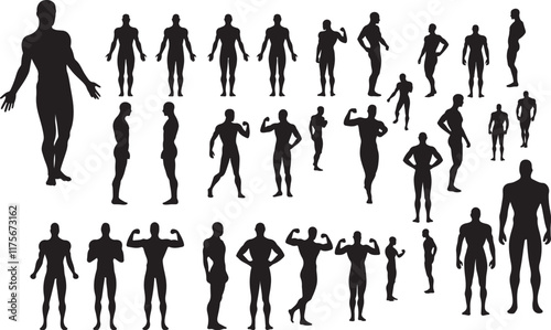Human Muscles Silhouette Collection for Anatomy and Fitness Designs