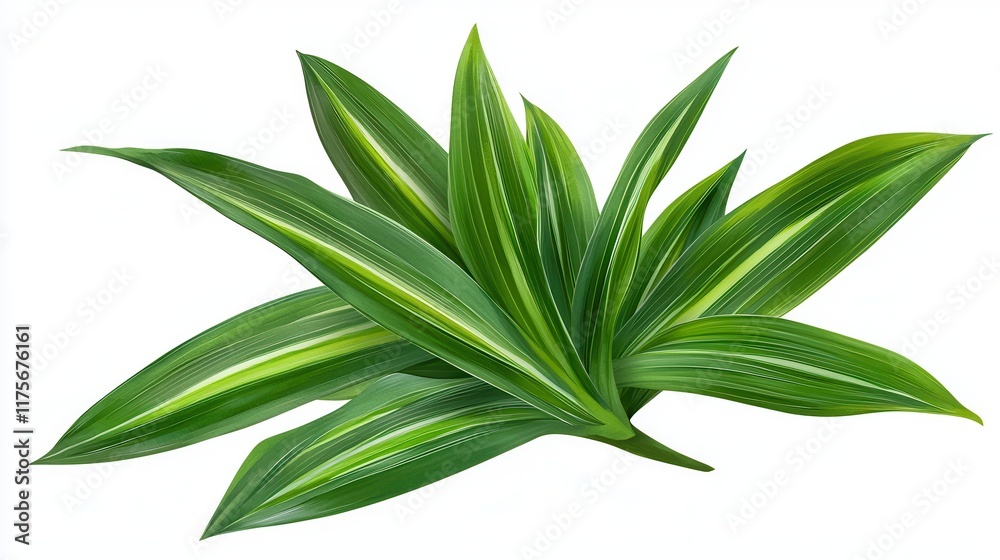 Obraz premium Tropical leaves decoration isolate for home styling bright green environment aesthetic viewpoint