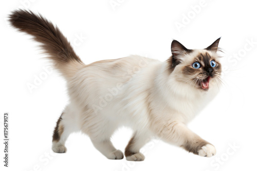 Ragdoll cat with blue eyes