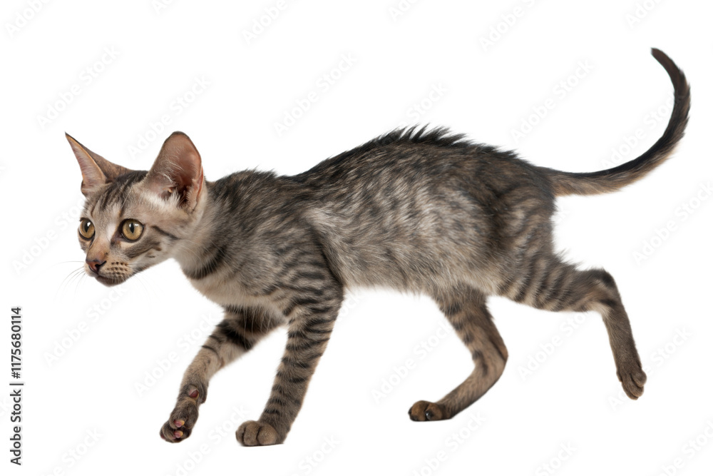 Naklejka premium Playful Tabby Kitten