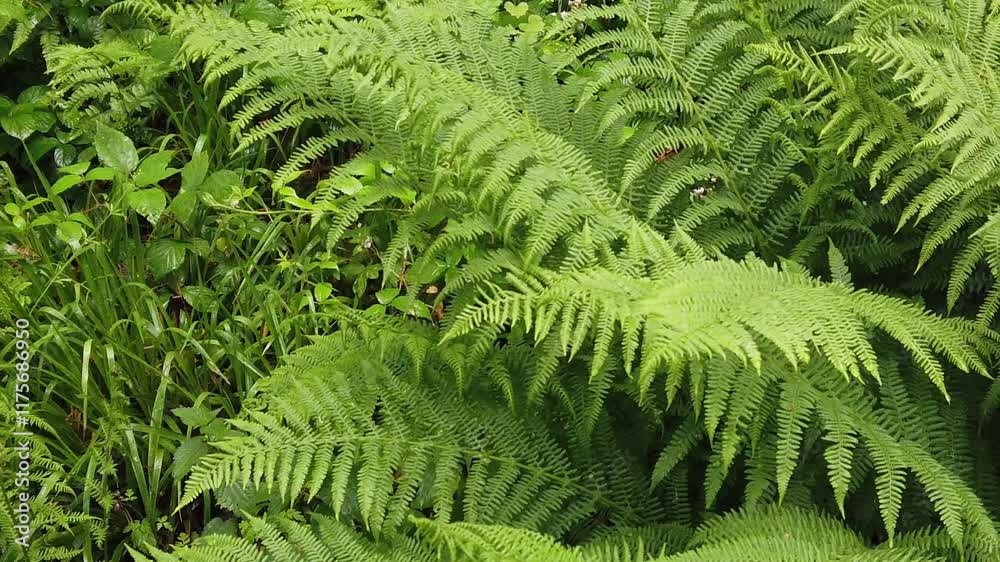 Fresh green fern background in a forest Fresh green fern background in a forest