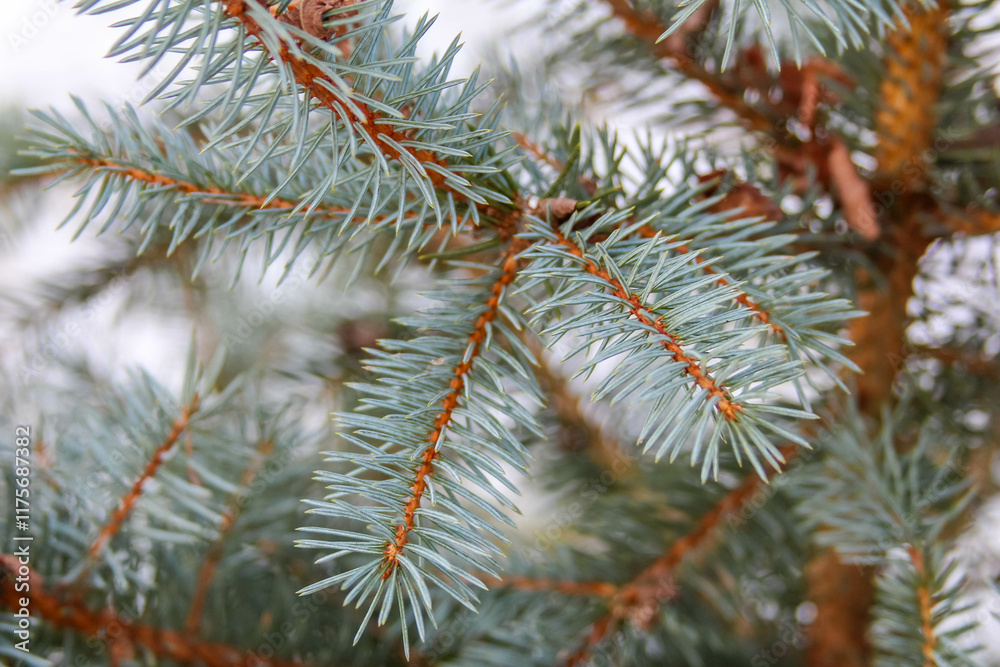 Close-up view of blue spruce tree branches with sharp needles and texture Close-up view of blue spruce tree branches with sharp needles and texture