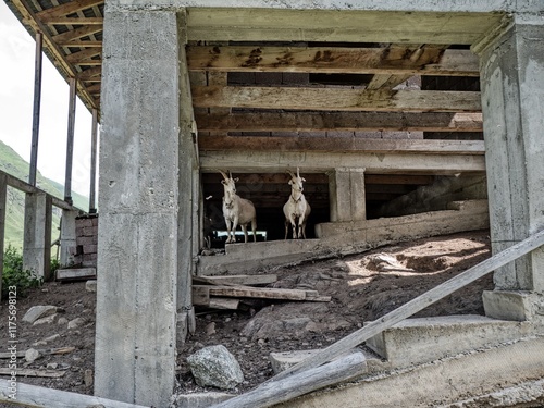 goats in the basement of a houe photo