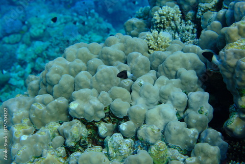 Hump coral (Porites sp.) undersea, Red Sea, Egypt, Sharm El Sheikh, Montazah Bay photo