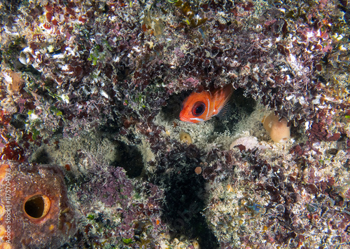 A Squirrelfish (Holocentrus adscensionis) in Punta Cana, Dominican Republic photo