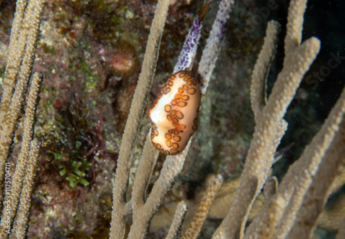 A Flamingos Tongue snail (Cyphoma gibbosum) in Punta Cana, Dominican Republic photo