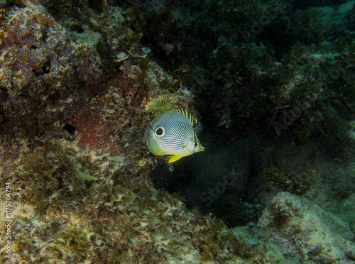 A Foureye Butterflyfish (Chaetodon capistratus) in Punta Cana, Dominican Republic photo