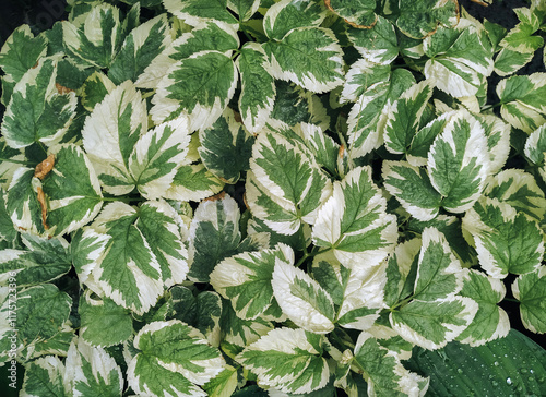 Green and brown leaves of coleus close-up. Garden plant care concept.