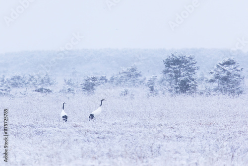 Two red-crowned crane in winter. Kunashir Island. South Kuriles photo