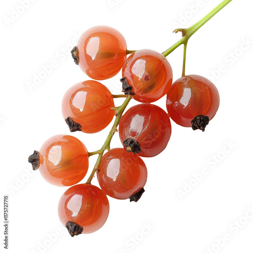 Bengal currants, or Carissa carandas, arranged on a smooth transparent surface against a backdrop, Carissa carandas Linn or Bengal currants on transparent background photo