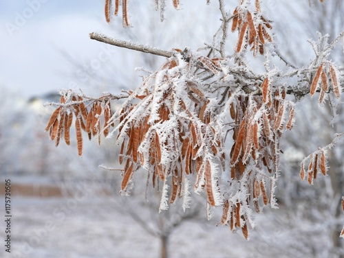 Purple Robe Locust tree branches and pods covered by hoar frost, Colorado