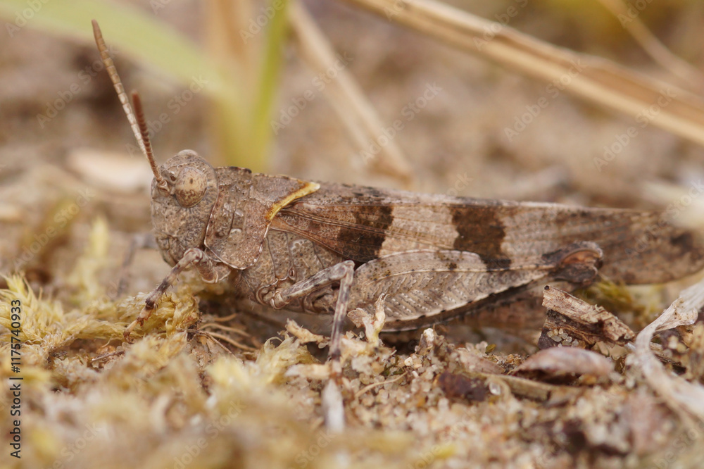 Closeup on a blue-winged grasshopper, Oedipoda caerulescens sitting on sand surface in the dunes Closeup on a blue-winged grasshopper, Oedipoda caerulescens sitting on sand surface in the dunes
