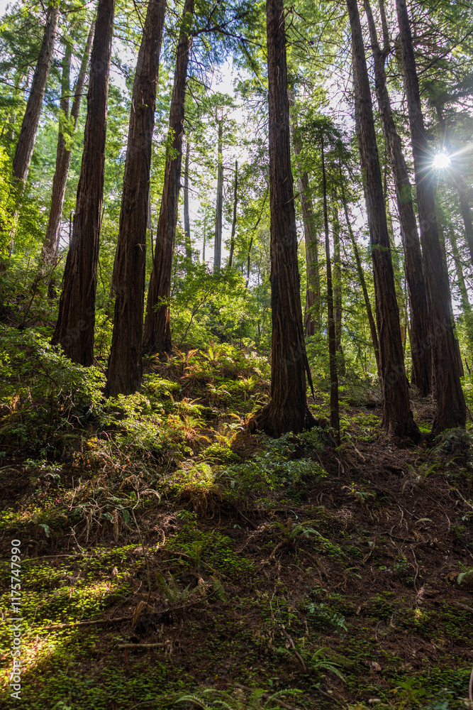 Redwoods at Muir Woods National Monument. Redwoods at Muir Woods National Monument.