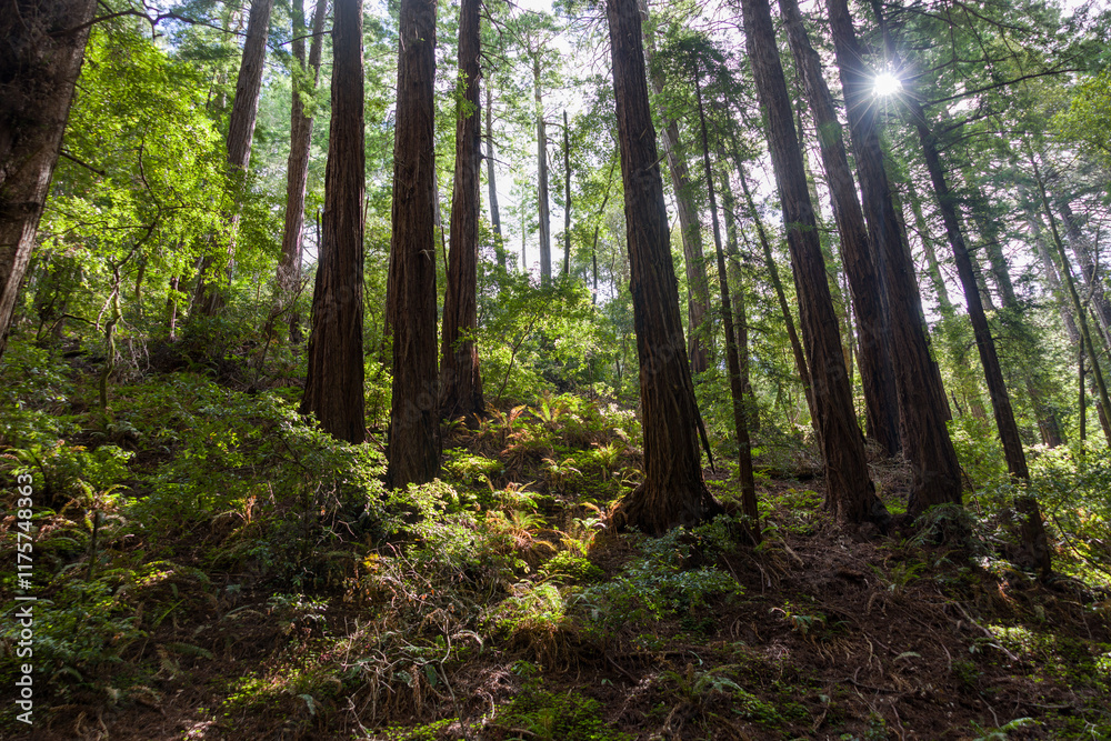 Redwoods at Muir Woods National Monument in San Francisco, California. Redwoods at Muir Woods National Monument in San Francisco, California.