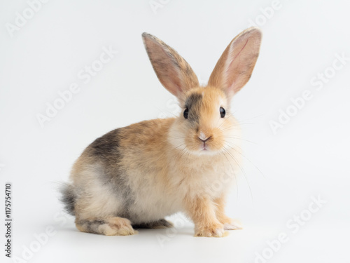 Baby cute rabbit with tri-colored fur standing on white background. Baby rabbit pet is adorable.