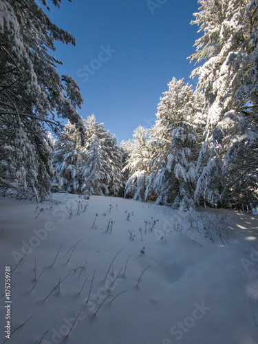 Winter Panorama of Vitosha Mountain, Bulgaria photo