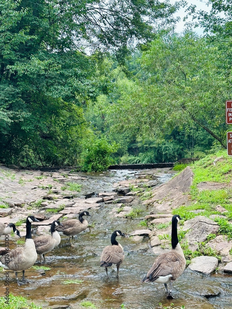 Fototapeta premium ducks on the lake