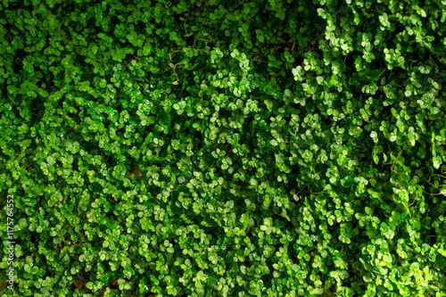 Green dense grass cover. Nature background with space for text.