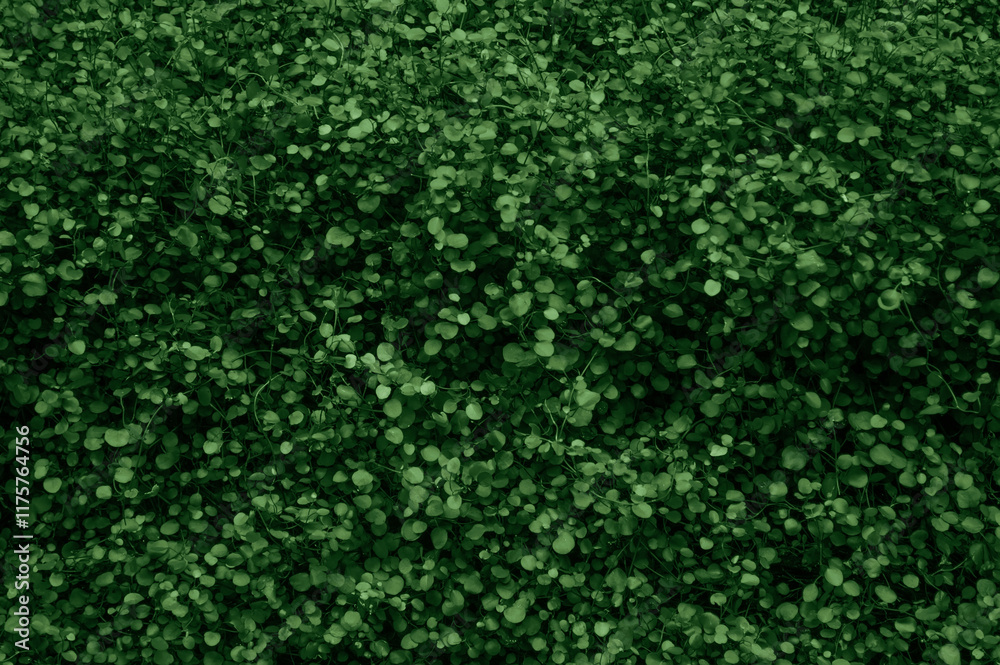 Naklejka premium Green dense grass cover. Nature background in dark tones with space for text