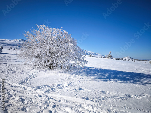 Winter Panorama of Vitosha Mountain, Bulgaria photo